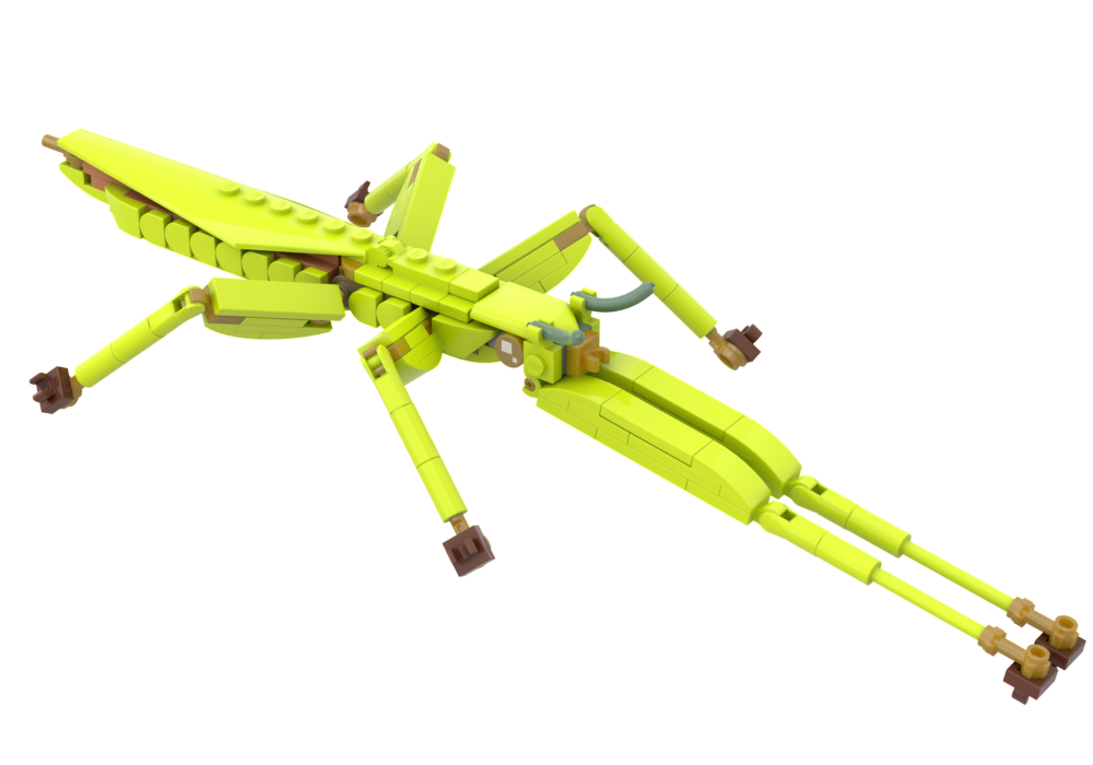 Lego Children's Stick Insect (Tropidoderus childrenii) The Insect Collection