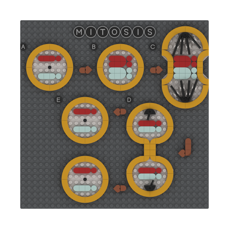 Lego Biology - Mitosis/Cell Division